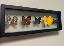 Load image into Gallery viewer, One of a Kind 5 Count Butterfly Frame
