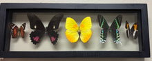Load image into Gallery viewer, One of a Kind 5 Count Butterfly Frame
