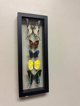 Load image into Gallery viewer, One of a Kind 5 Count Butterfly Frame
