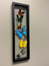 Load image into Gallery viewer, One of a Kind 9 Count Butterfly Frame
