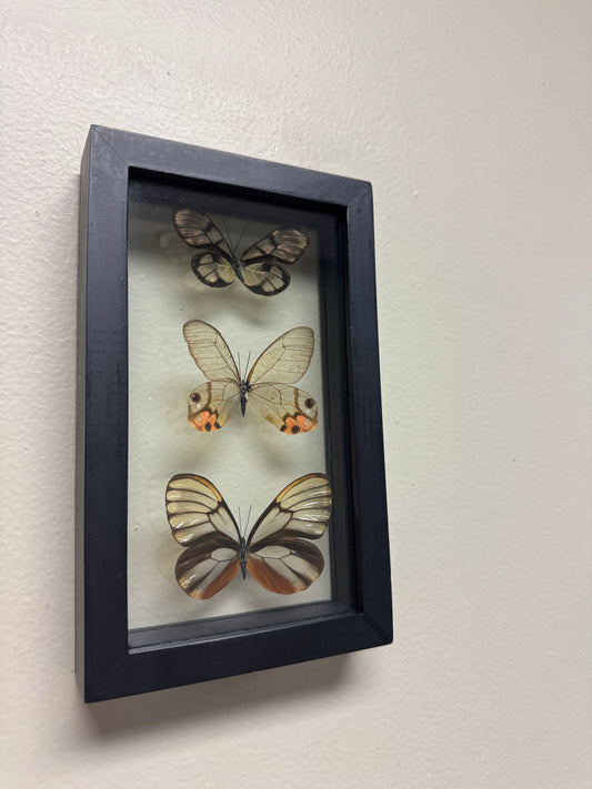 One of a Kind 3 Count Butterfly Frame