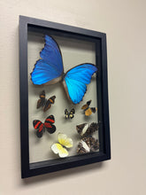 Load image into Gallery viewer, One of a Kind 7 Count Butterfly Frame
