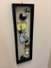 Load image into Gallery viewer, One of a Kind 9 Count Butterfly Frame
