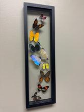 Load image into Gallery viewer, One of a Kind 9 Count Butterfly Frame
