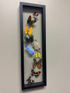 One of a Kind 9 Count Butterfly Frame