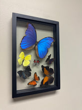 Load image into Gallery viewer, One of a Kind 7 Count Butterfly Frame
