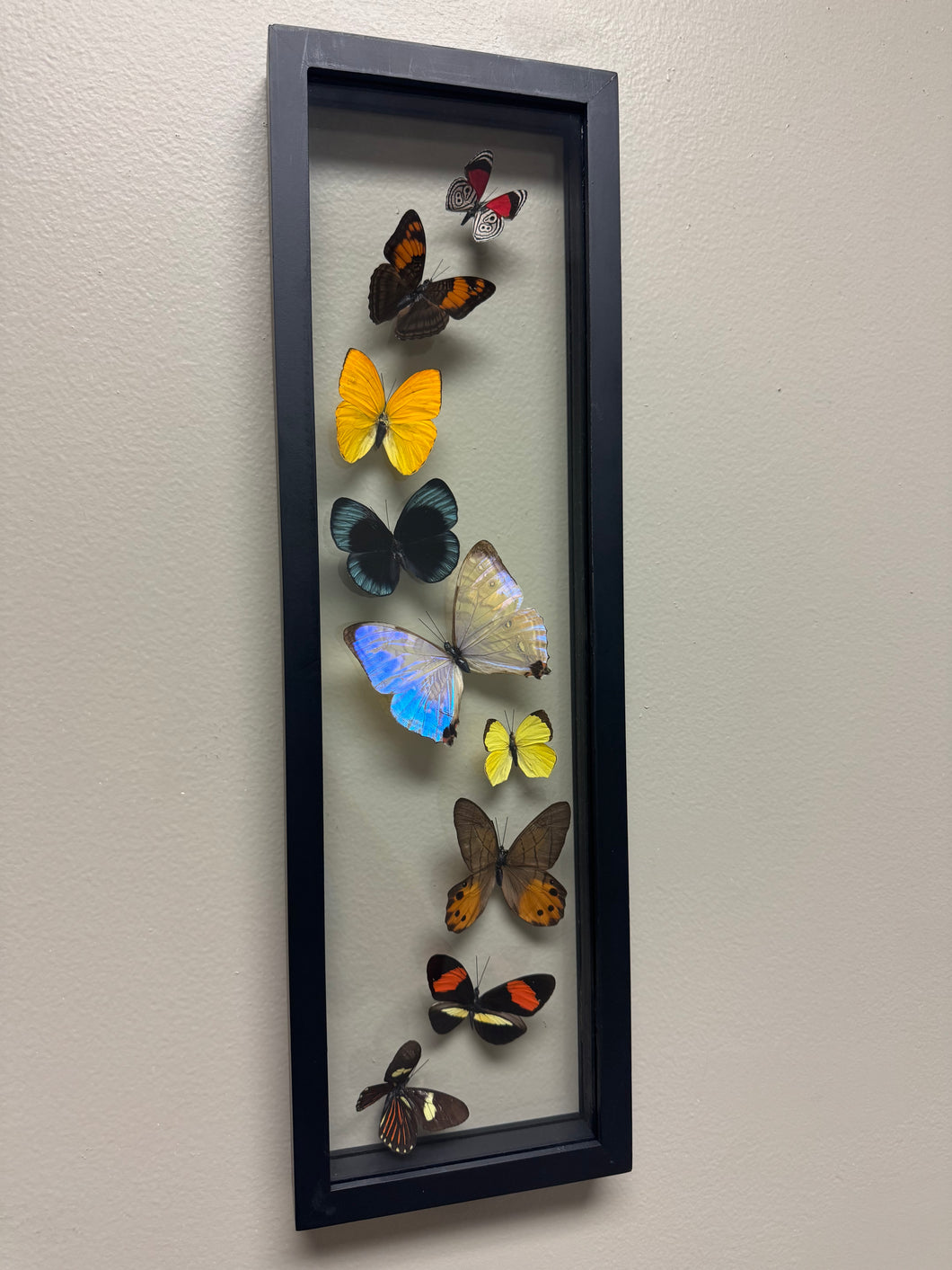 One of a Kind 9 Count Butterfly Frame