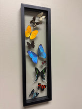 Load image into Gallery viewer, One of a Kind 9 Count Butterfly Frame
