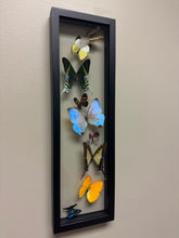Load image into Gallery viewer, One of a Kind 9 Count Butterfly Frame
