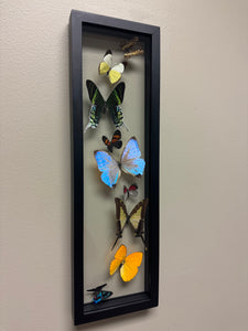 One of a Kind 9 Count Butterfly Frame
