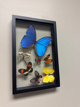 Load image into Gallery viewer, One of a Kind 7 Count Butterfly Frame
