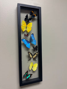 One of a Kind 9 Count Butterfly Frame
