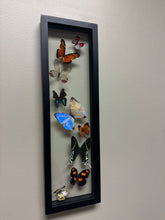 Load image into Gallery viewer, One of a Kind 9 Count Butterfly Frame
