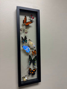 One of a Kind 9 Count Butterfly Frame