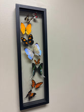 Load image into Gallery viewer, One of a Kind 9 Count Butterfly Frame

