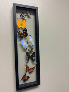 One of a Kind 9 Count Butterfly Frame