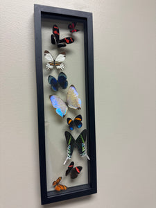 One of a Kind 9 Count Butterfly Frame