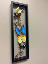 Load image into Gallery viewer, One of a Kind 9 Count Butterfly Frame
