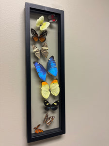 One of a Kind 9 Count Butterfly Frame
