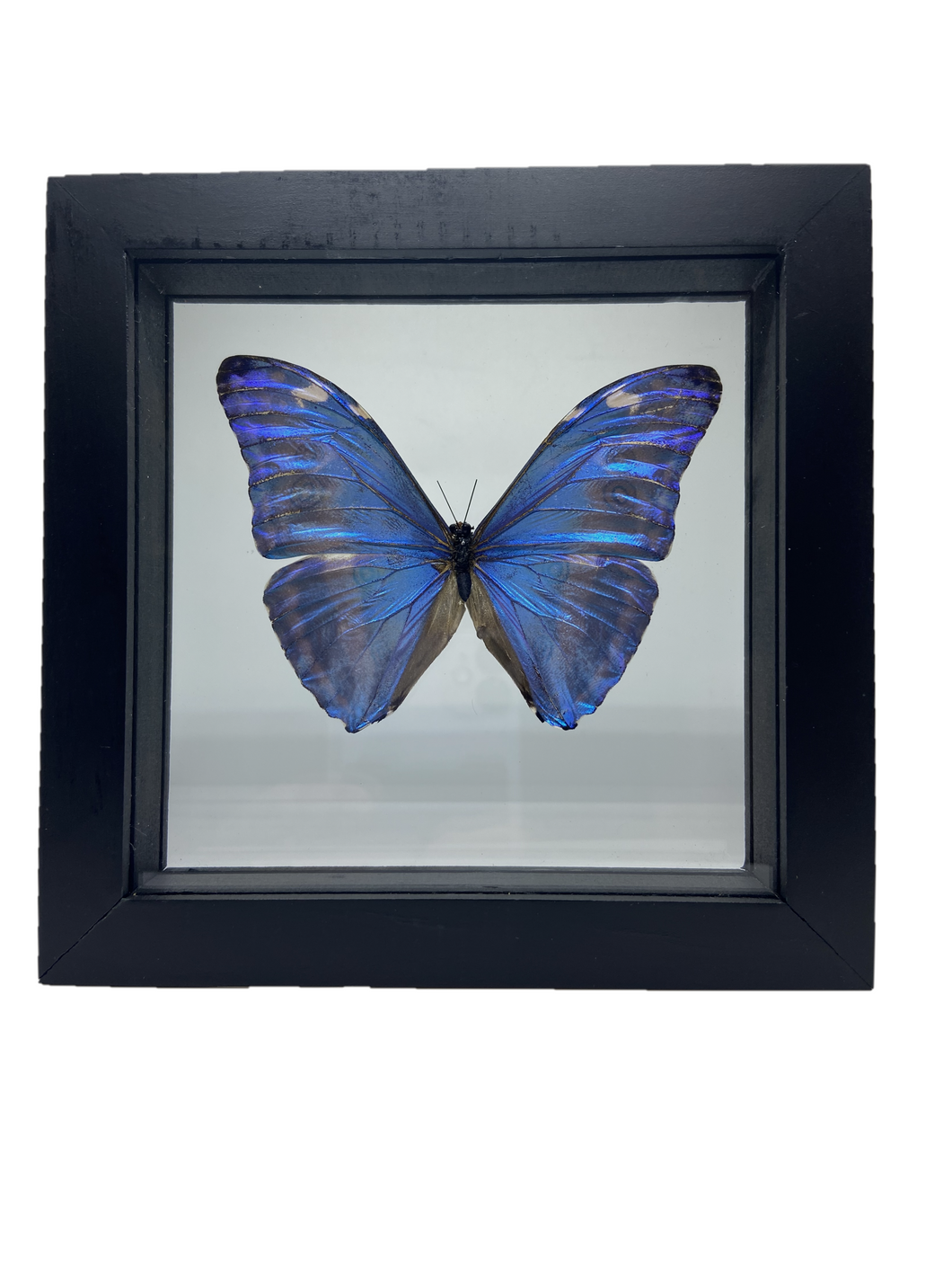 Morpho marcus