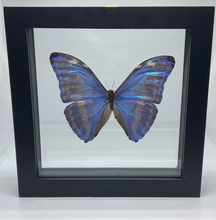 Load image into Gallery viewer, Morpho marcus
