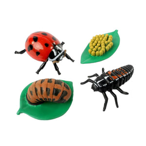 Insect Lore Lifecycle of a Ladybug eggs, larva, pupa, and adult insect on white background.