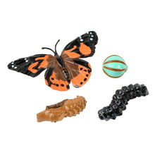 Load image into Gallery viewer, Insect Lore Lifecycle of a Butterfly egg, larva, pupa, and adult insect on white background.
