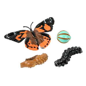 Insect Lore Lifecycle of a Butterfly egg, larva, pupa, and adult insect on white background.