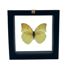Load image into Gallery viewer, VicJon Enterprises Anteos Menippe in clear glass black wood frame butterfly wall mount frame back facing.
