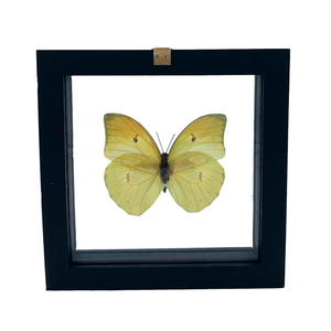 VicJon Enterprises Anteos Menippe in clear glass black wood frame butterfly wall mount frame back facing.