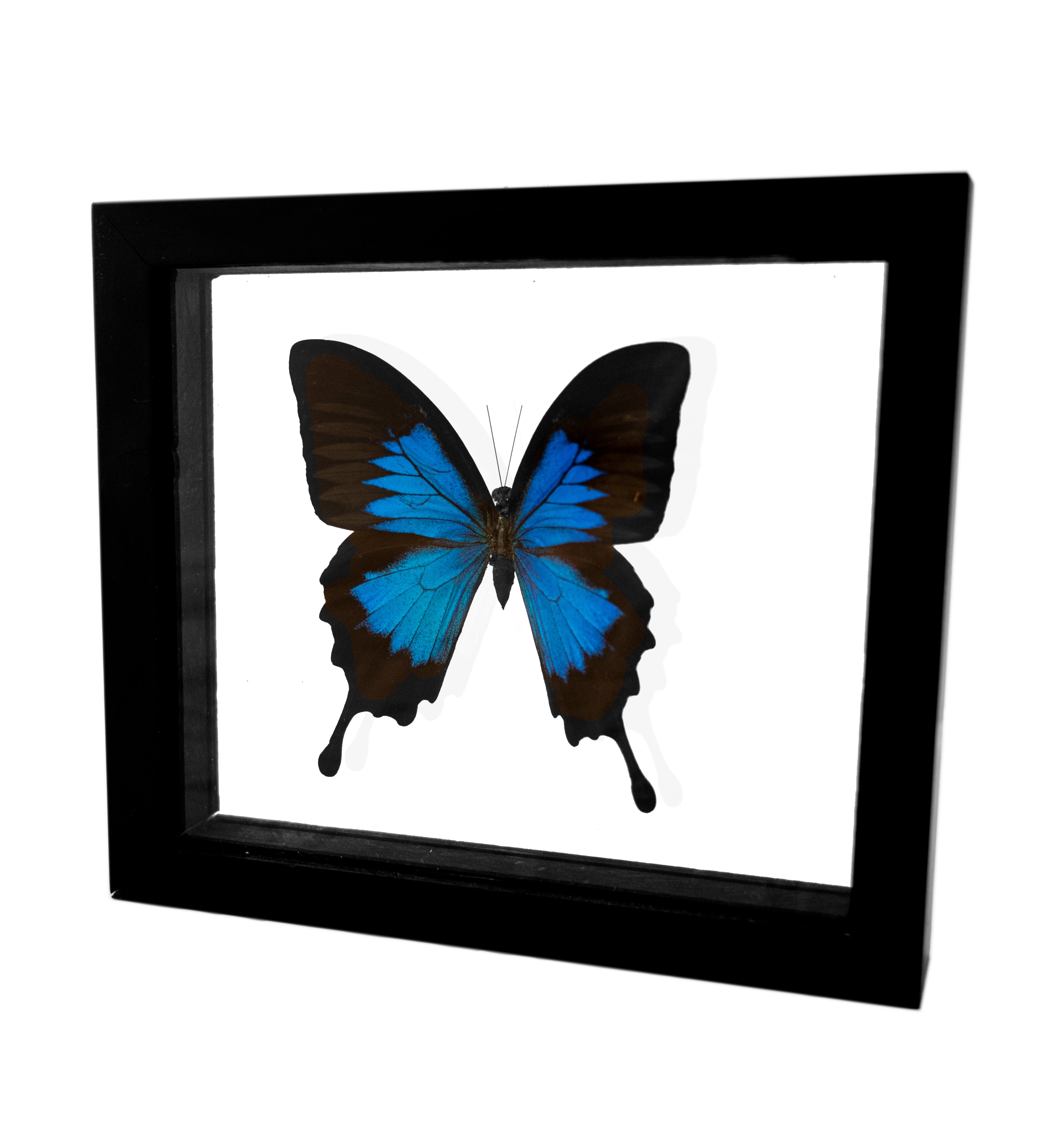 ULYSSES チクリッシモ Papilio ulysses Framed Butterfly – Butterfly Pavilion