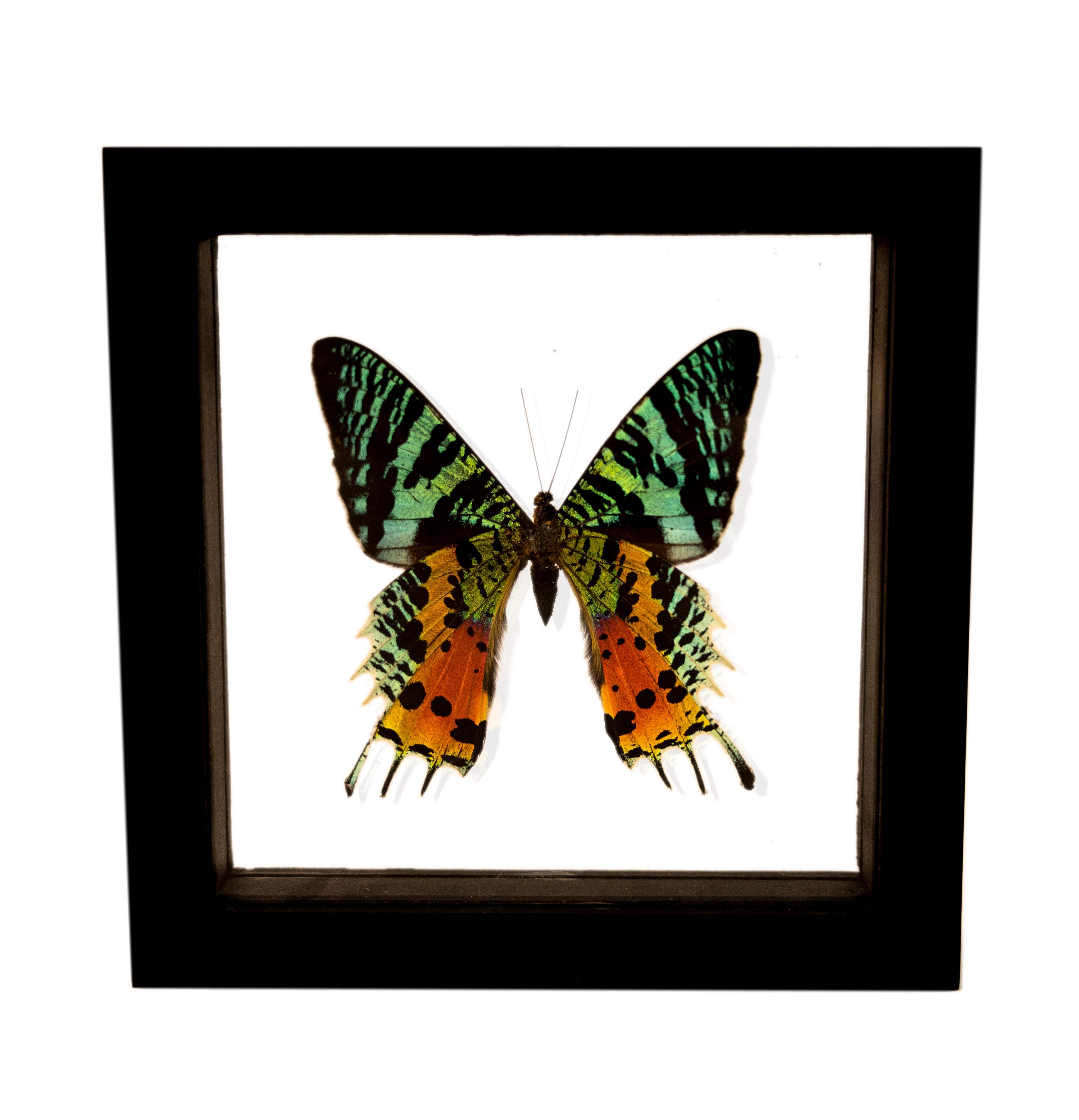 Sunset Moth (Uraniidae) Framed Butterfly – Butterfly Pavilion