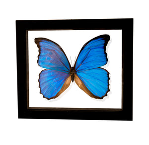 VicJon Enterprises 7.5" x 7" Rectangular Blue Morpho Butterfly (Morpho Didius) in clear glass black wood frame butterfly wall mount frame.