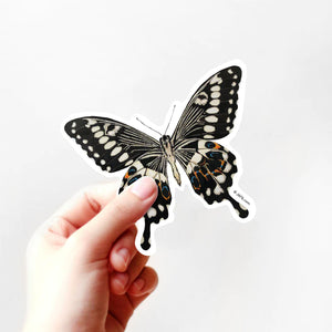 J6R6 US made 4" x 3.5" hand painted black with white spots and blue and orange accent Black Swallowtail Butterfly decorative water, weather, scratch, and UV resistant clean, dry and smooth surfaces adhesive die-cut durable vinyl sticker held by a hand..