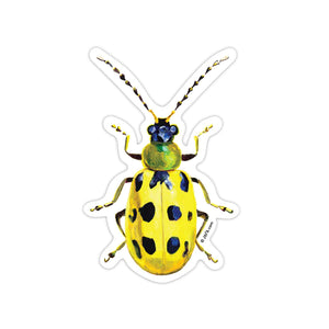 J6R6 US made 3.5" x 2.5" hand painted cucumber beetle insect decorative water, weather, scratch, and UV resistant clean, dry and smooth surfaces adhesive die-cut durable vinyl sticker.