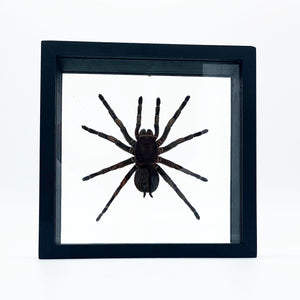 VicJon Enterprises 8.75" x 8.75" Square Orange Striped Tarantula (Lasiodorides Striatus) in clear glass black wood frame tarantula wall mount frame.