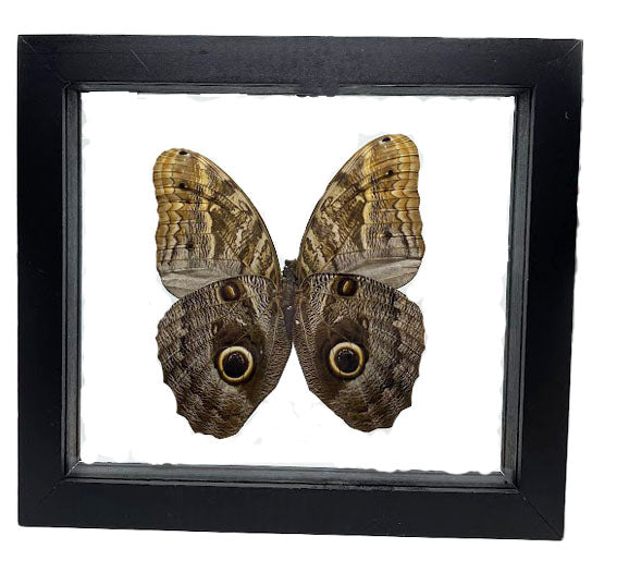 Owl Eye Framed Butterfly