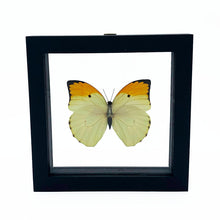 Load image into Gallery viewer, VicJon Enterprises Anteos Menippe in clear glass black wood frame butterfly wall mount frame front facing.
