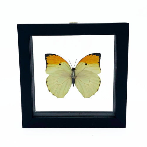 VicJon Enterprises Anteos Menippe in clear glass black wood frame butterfly wall mount frame front facing.