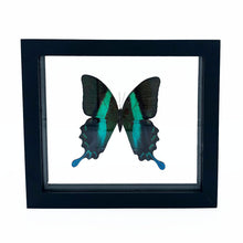 Load image into Gallery viewer, VicJon Enterprises 7.5&quot; x 7&quot; Rectangular Green Swallowtail Butterfly (Papilio Blumei) in clear glass black wood frame butterfly wall mount frame front facing.
