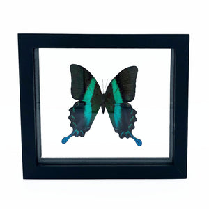 VicJon Enterprises 7.5" x 7" Rectangular Green Swallowtail Butterfly (Papilio Blumei) in clear glass black wood frame butterfly wall mount frame front facing.