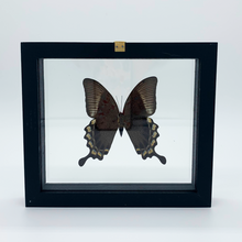 Load image into Gallery viewer, VicJon Enterprises 7.5&quot; x 7&quot; Rectangular Green Swallowtail Butterfly (Papilio Blumei) in clear glass black wood frame butterfly wall mount frame back facing.
