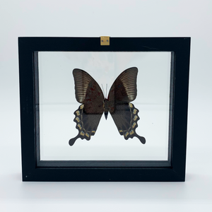 VicJon Enterprises 7.5" x 7" Rectangular Green Swallowtail Butterfly (Papilio Blumei) in clear glass black wood frame butterfly wall mount frame back facing.